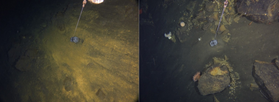 Mission Blue tweet media