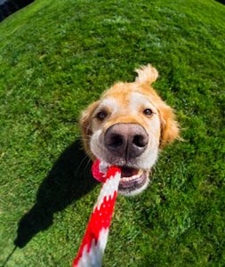 BandsAsDogs tweet picture