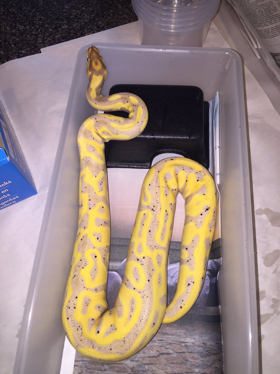 BluSkellington's tweet photo. Banana Leo Double Het Clown Pied ๐๐๐๐๐ #Str8fireReptiles https://t.co/2V1BCU9FDm @BaIIPythons https://t.co/gMN2AHWLkf