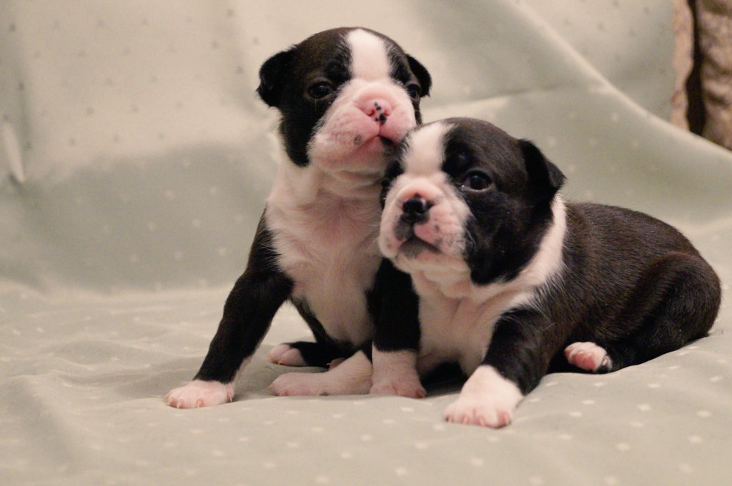 EliteBoston's tweet photo. Наши щенки
Our puppies https://t.co/MTb702LQNr