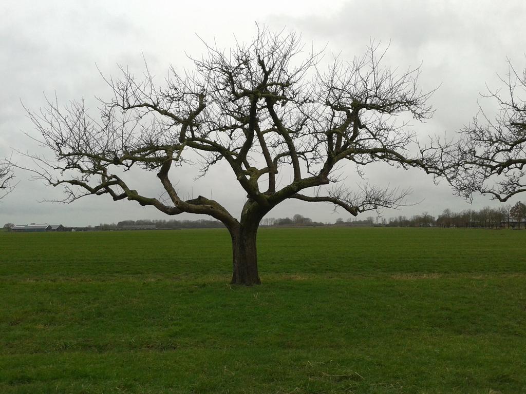 Ouwewaal's tweet photo. #gaard van ruim 80 jaar oud #goudreinette. #kroon met doorsnede van 12 a 14 m. https://t.co/d8pzErVuif