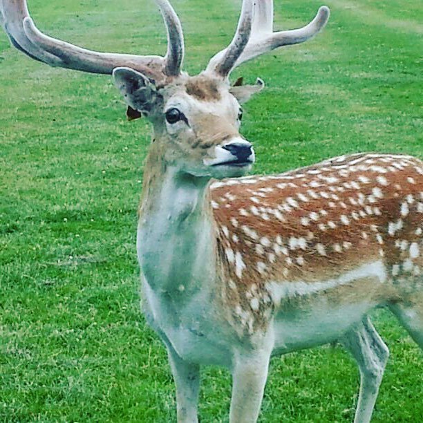 CatchyTrips's tweet photo. #dear #fenixpark #ireland #visit #visitireland #catchytrips #dublin https://t.co/LfXvRTSFBK