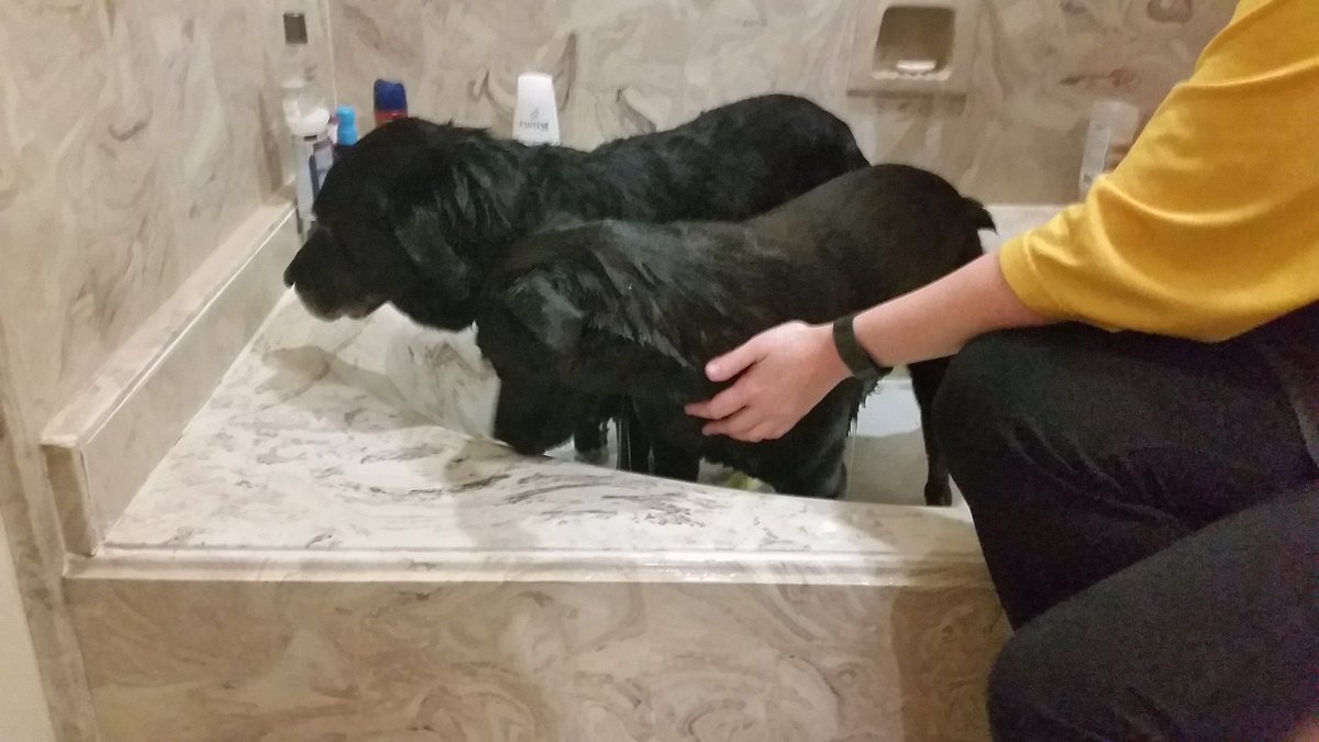 dutchsmomma's tweet image. Pond water=Heaven on Earth
Bath water=torture #labsareawesome