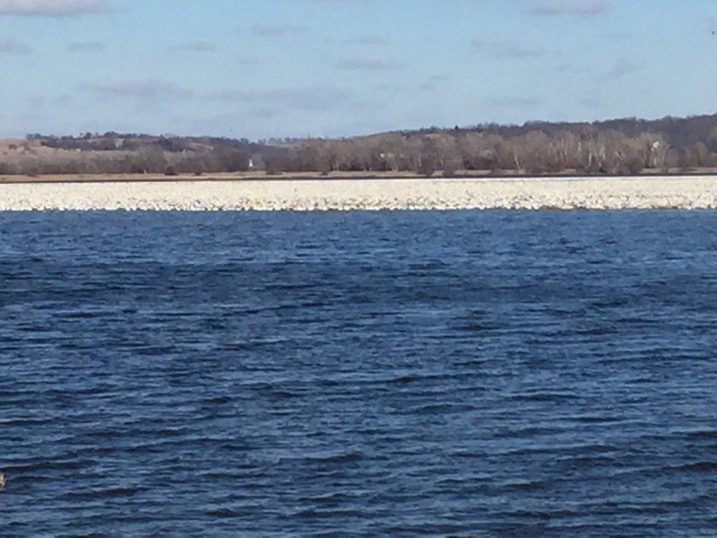 59NationalParks's tweet photo. They are in the middle of the lake or in the restricted areas today @kdbchickadee #SmartGeese https://t.co/rIgMHUVYvI