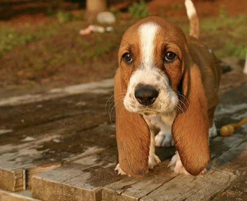 Cute Stuff Daily tweet media