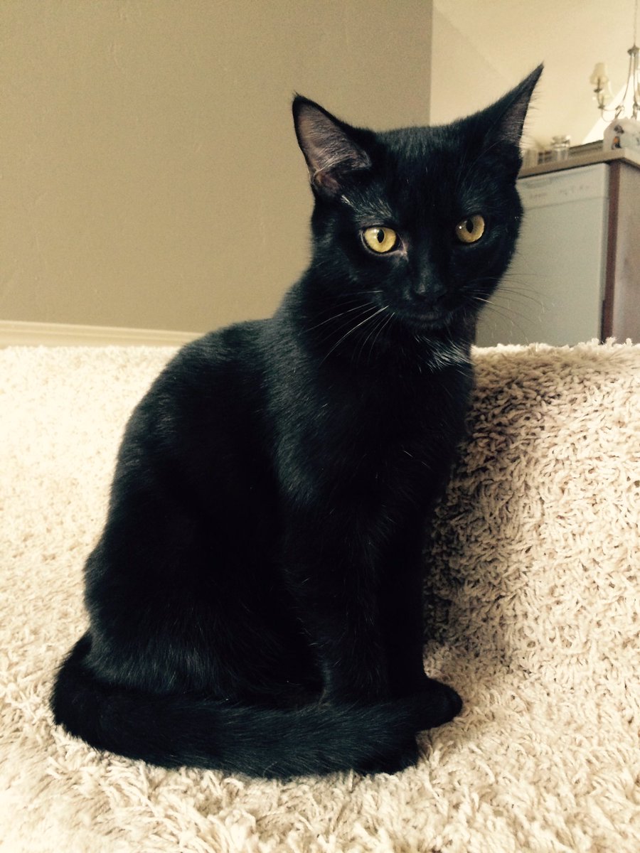 crumble912's tweet photo. @ScoBridge I owe all of my success to my cat https://t.co/lnHZ5JRm0f