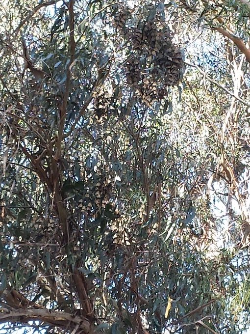 Can u guess what this picture is of? #photos #nature https://t.co/05dnVrcxt2<a href="/tag/photos"class="tags">#photos</a><a href="/tag/nature"class="tags">#nature</a>