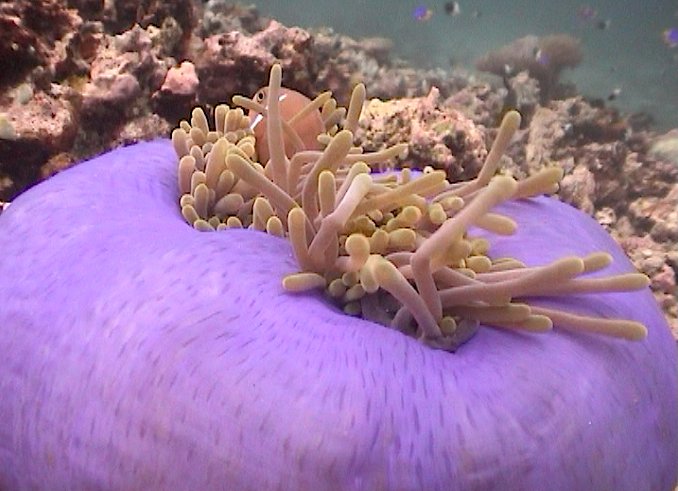 GB_RISE's tweet photo. Sai dove trovarci all' @ShowEudi? @DAN_Europe @Corderianaziona #ReefCheckItalia #AIOSS https://t.co/i0zMDkVTig