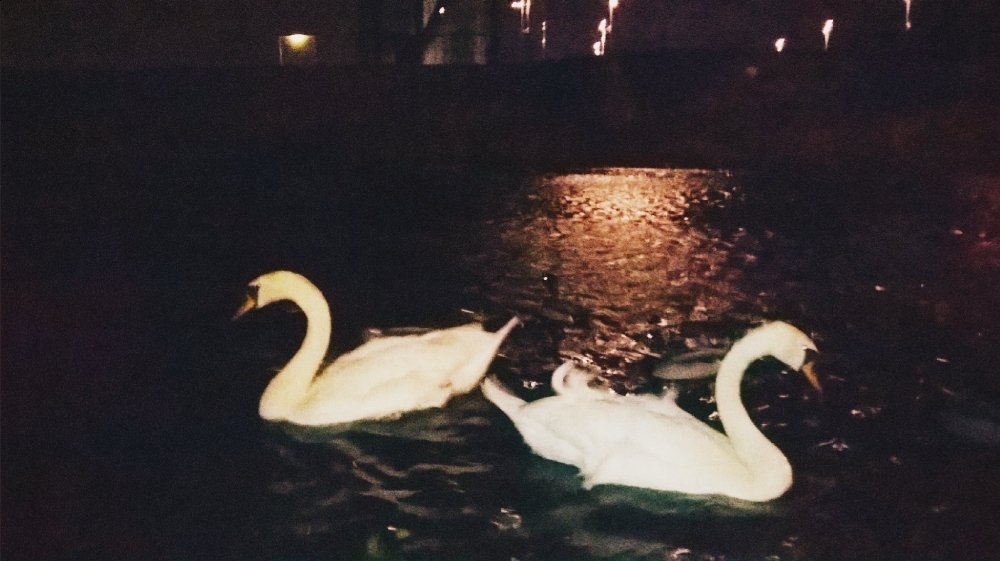 Feeding these beauty's was v nice