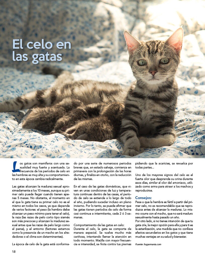 El celo en las gatas.

Interesante artículo de nuestra última edición

#PetsWorldMagazine #RevistaDeMascotas #Panama