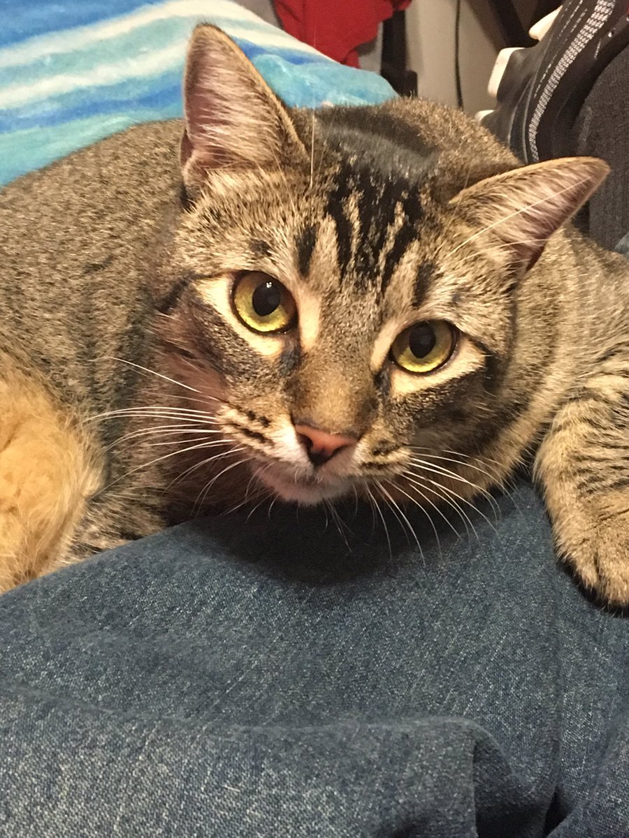 Iron_Mike28's tweet photo. @StreetCatBob Bob and James, I just finish your book, my cat Doll Muñeca in Spanish says hello God bless you and Bob https://t.co/HyhliLDPkI