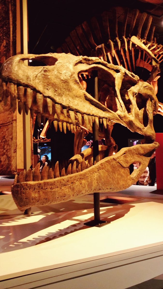 #Bigishere #MilwaukeePublicMuseum #MPM #dinofun #dinosaurs