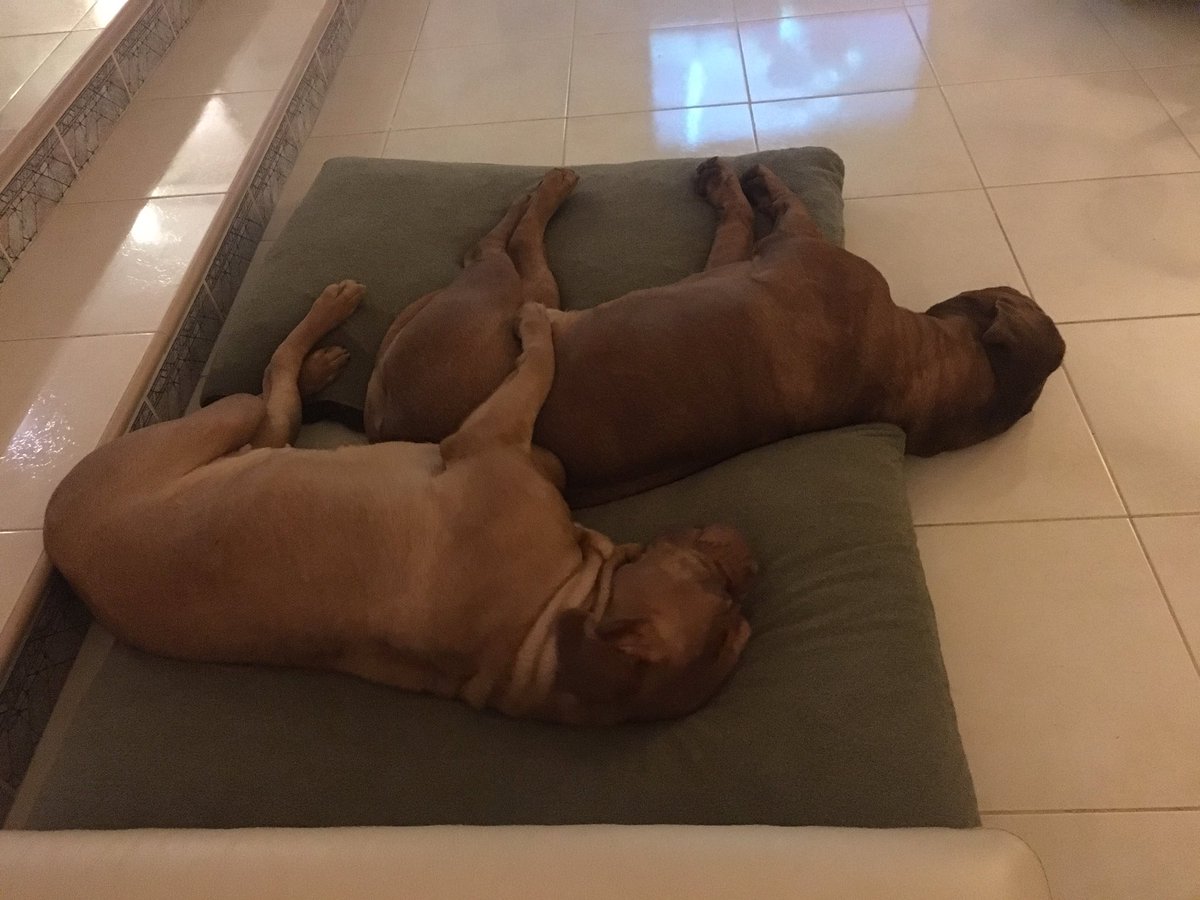 mel_finlayson's tweet photo. Night time snuggles! 💤
#Miss Layla #MrT #sister #brother #bond 💖🐾💙🐾 https://t.co/BCexhRGl8P