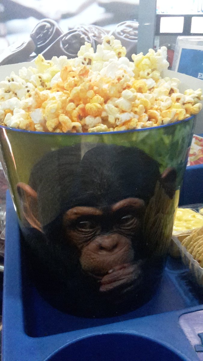 MVZCECY's tweet photo. Champagne se portó bien y lo sacamos al cine #changocomepalomas #graciasdecomoquiera #Zootopie  🐒🎥 https://t.co/uSQFvzbCMC