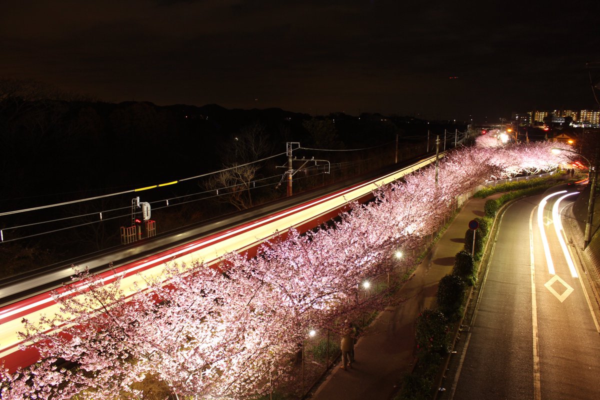 河津 三浦 桜 海岸 三浦海岸の河津桜2021！見頃や開花は？桜まつりやライトアップは？