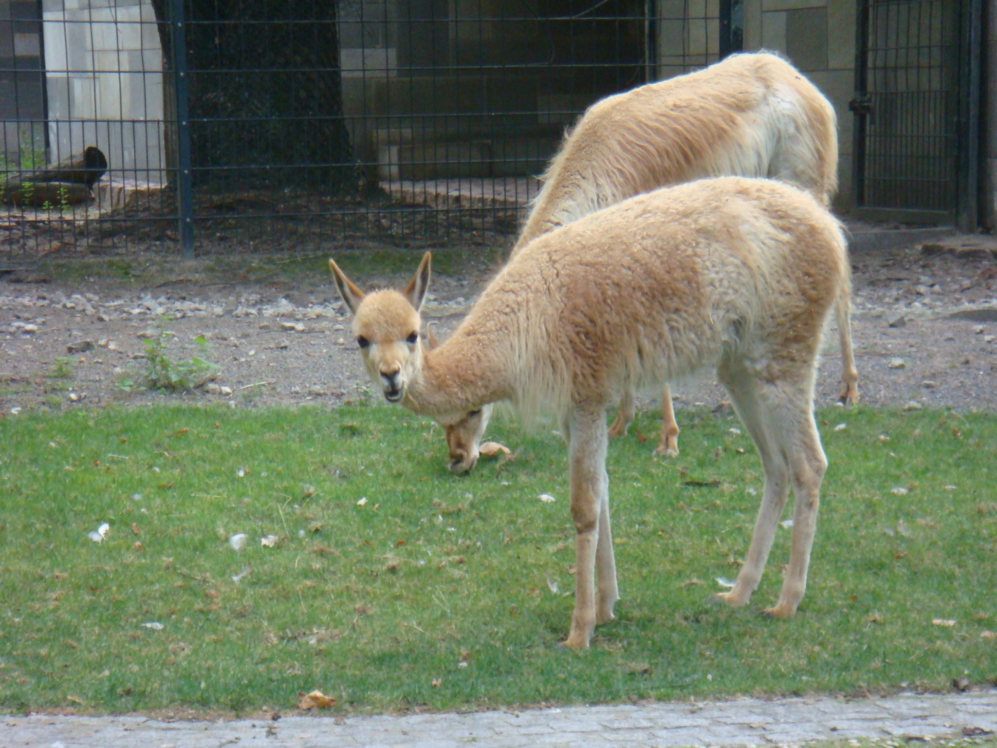 ルル ぺんてる公式 ビクーニャ は猫さんみたいにゃ名前 でも猫さんじゃにゃいのにゃー アルパカさんの仲間で 超高級毛織物で有名にゃ にゃめらか油性ボールペン ビクーニャ の名前はこれが由来にゃー T Co Y8qchnas0e Twitter ルル ぺんてる公式 ビクーニャ は猫さんみたいにゃ名前 でも猫さんじゃにゃいのにゃー アルパカさんの仲間で 超高級毛織物で有名にゃ にゃめらか油性ボールペン ビクーニャ の名前はこれが由来にゃー T Co Y8qchnas0e Twitter