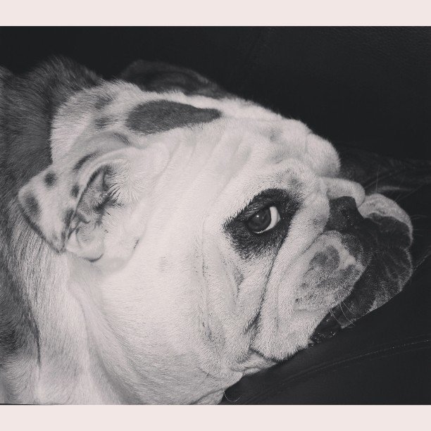 Tin_C_Astro's tweet photo. This couch is so comfortable... #beautydogs #dogs #bulldogs #englishbulldogs #welovedogs #funnydogs #cachorro #chie… https://t.co/Neq6LECJXi