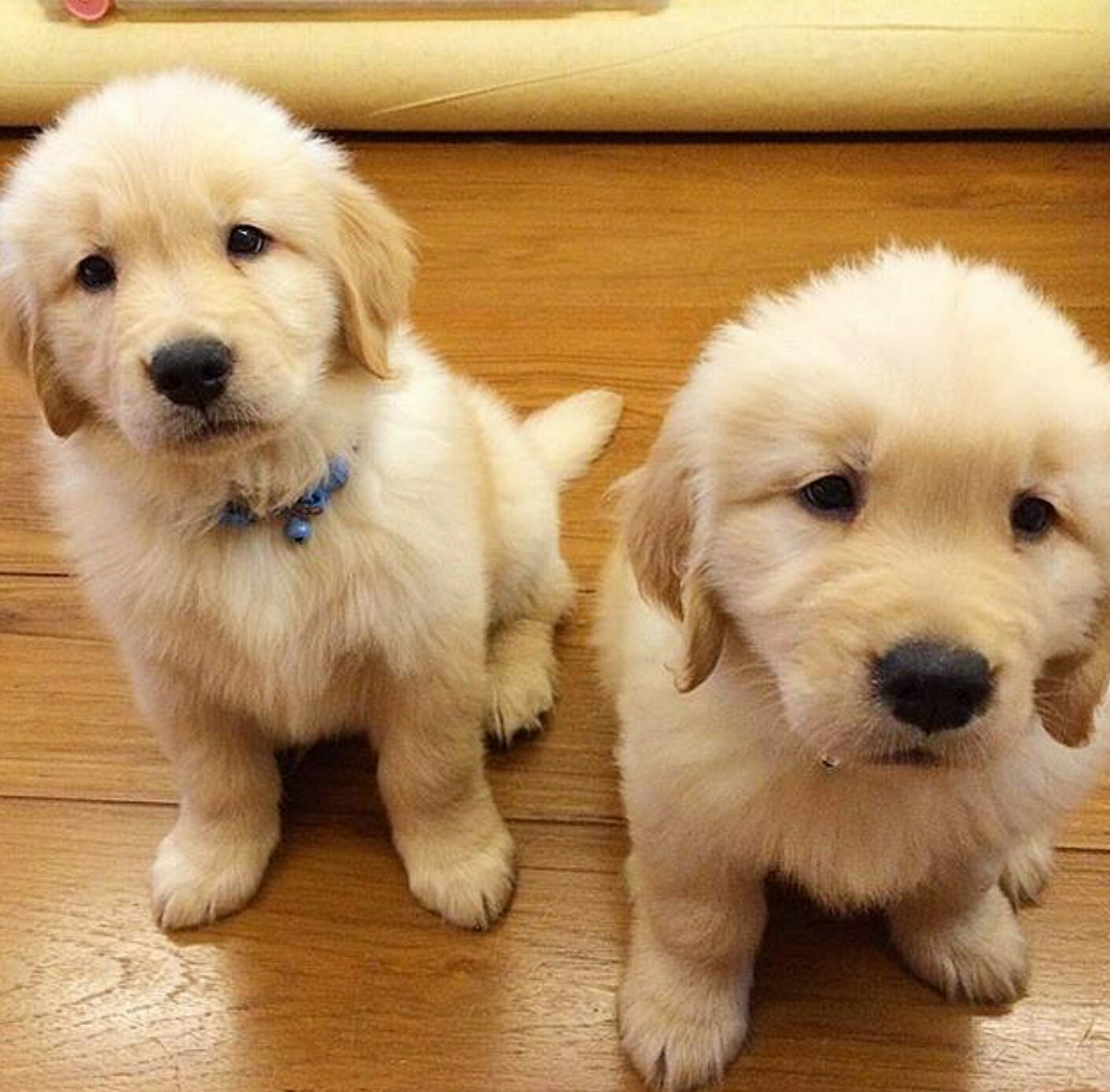 Uncategorized | puppyrelief | Page 2