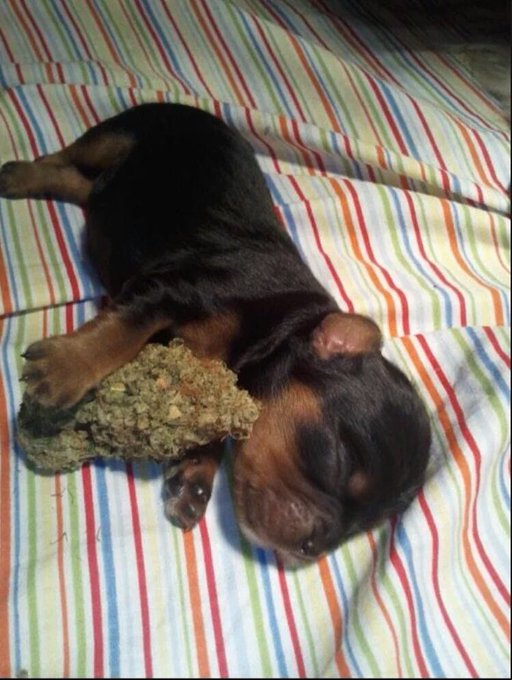 “@420Humor: Cuddling with bae like https://t.co/GO3Ckxn4qm” @KSLibraryGirl