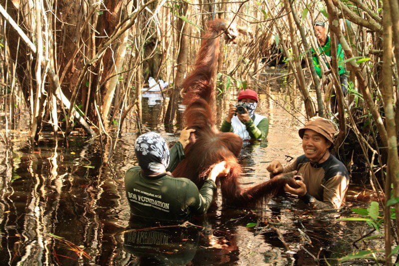 Habitat mereka rusak. Mereka mau tinggal di mana?

mmm.kompas.com/deritapenjagar…

#SaveOrangUtan