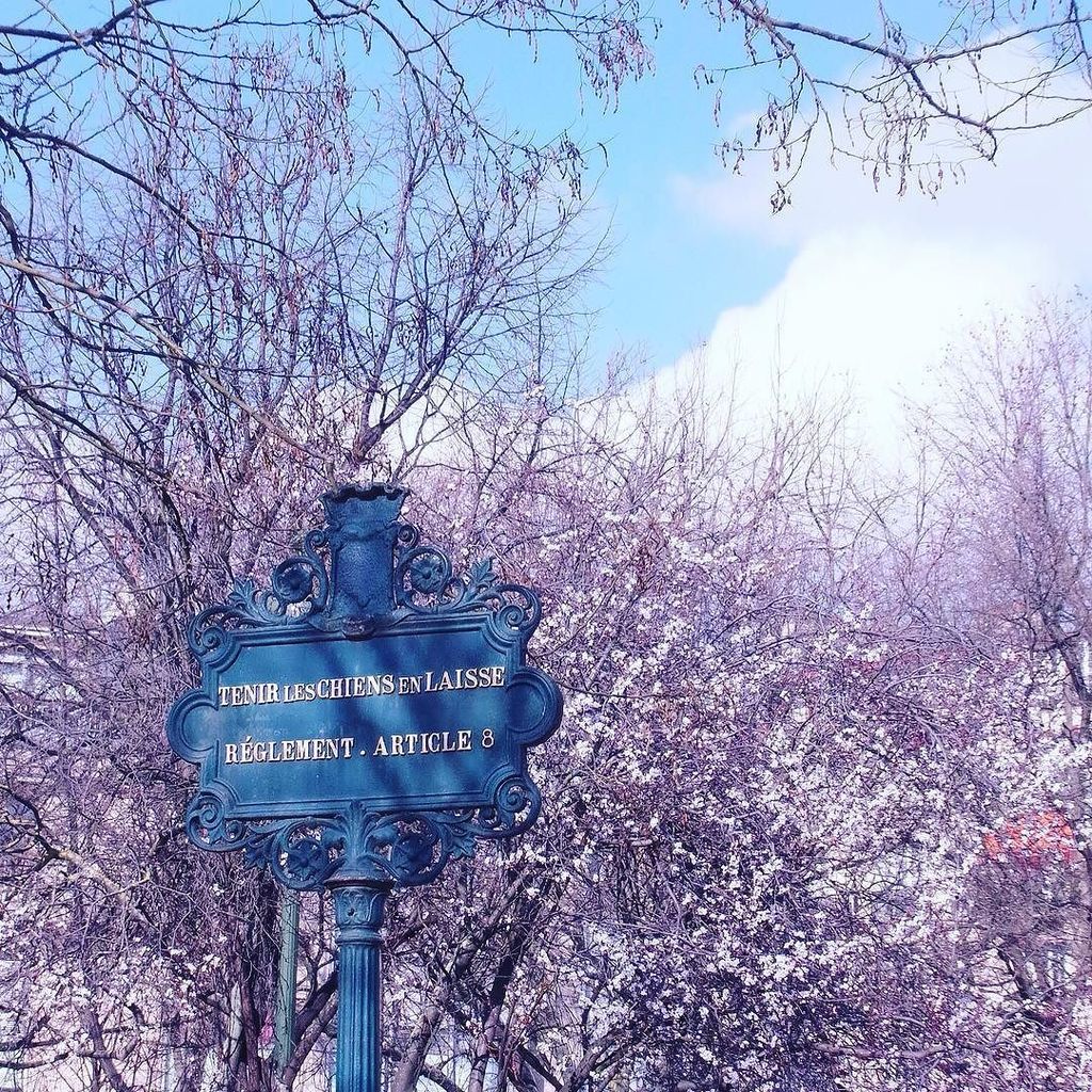 PicsFromEiffel's tweet photo. 🌸#エッフェル塔 麓の公園にて。#梅 かな？ #春 が芽吹き始めていました🌸
#
#springisarriving #paris #france #travel #spring … https://t.co/ns9kHW6ZpN https://t.co/QqOF7WdQye