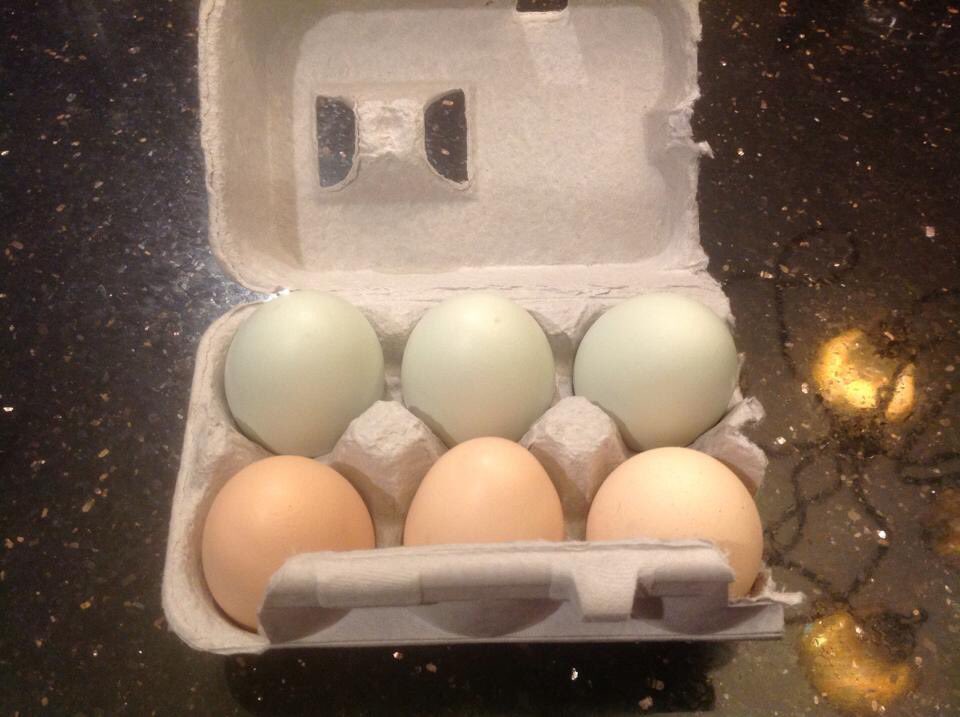 DWSchoner's tweet photo. #ChickenOwner
1/2 dozen eggs being delivered to a friend in town so they can taste #organic fed #hens #eggs https://t.co/7tVXW15Q8j