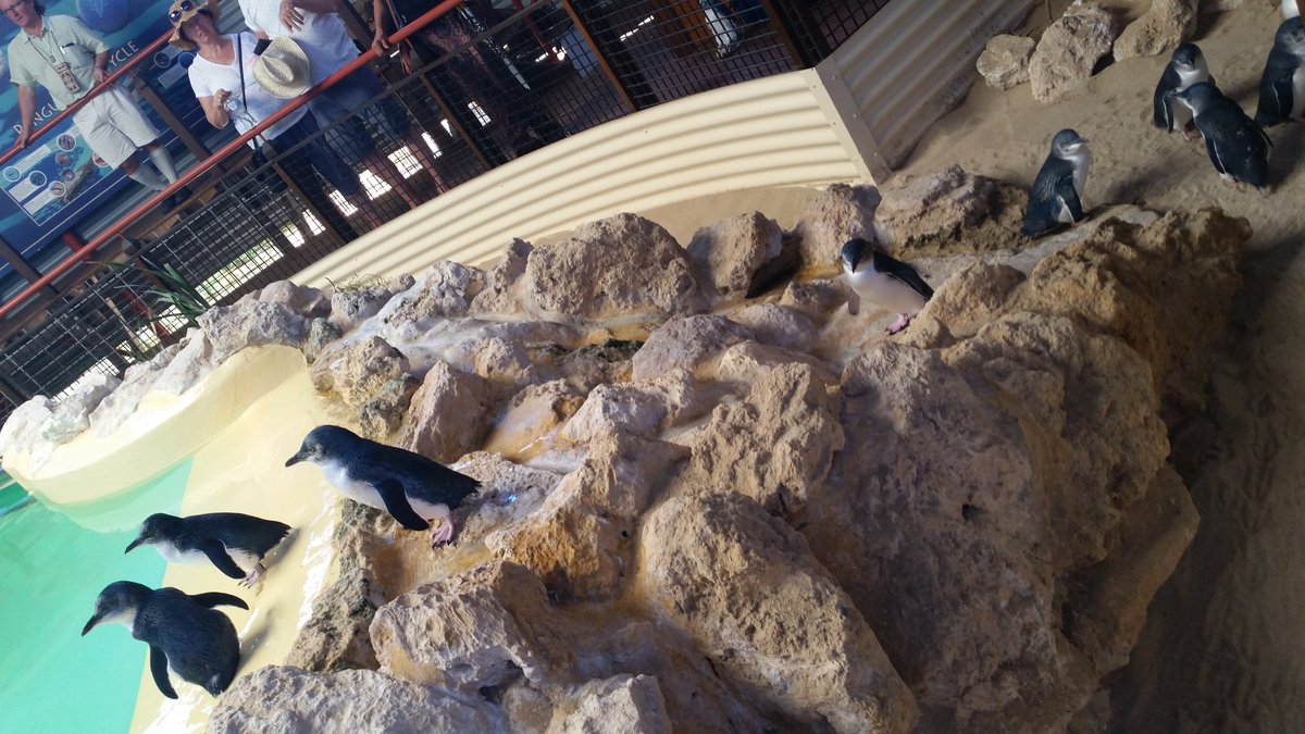 GVScompany's tweet photo. Found these little guys today !! Super cute #Penguins #perth #kayaking #gvsco #greatventuresurfco https://t.co/oVJHYWJRZq