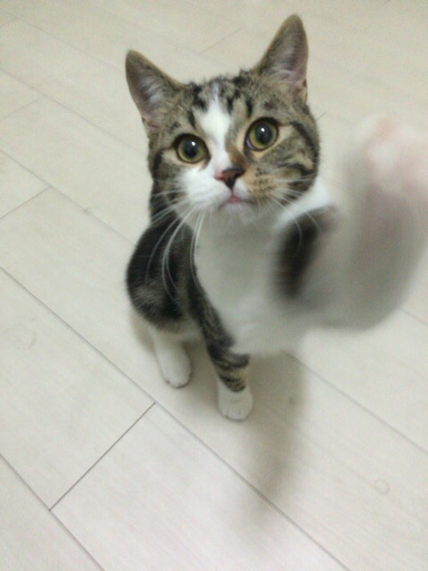 schneuer's tweet photo. 今日2/22はネコの日なので、うちのネコの写真をアップしてみます https://t.co/mjBzeFXZ4h