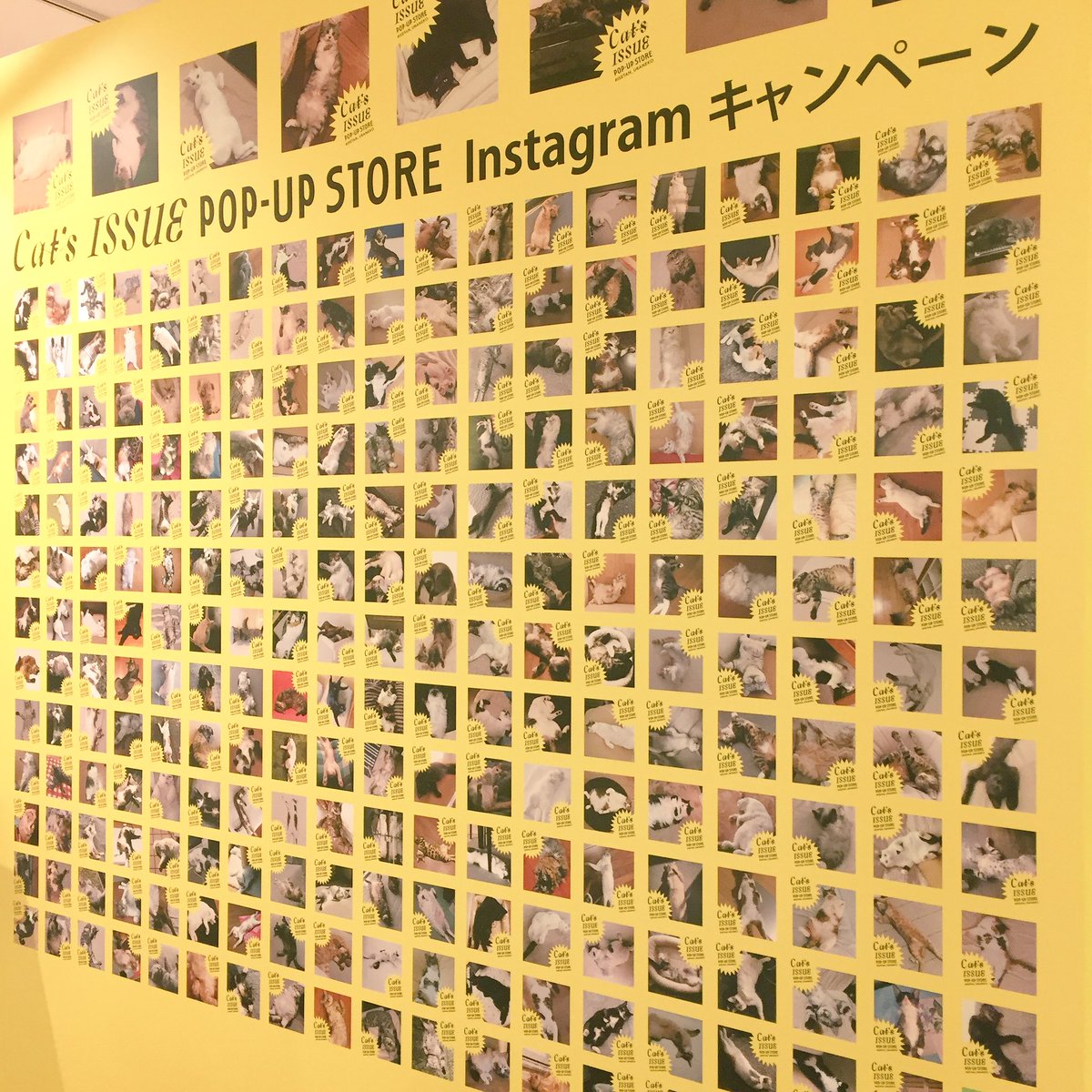 yamamoto_ari's tweet image. 伊勢丹本館 Cat's ISSUE でニケちゃま確認！ #catissue #猫の日