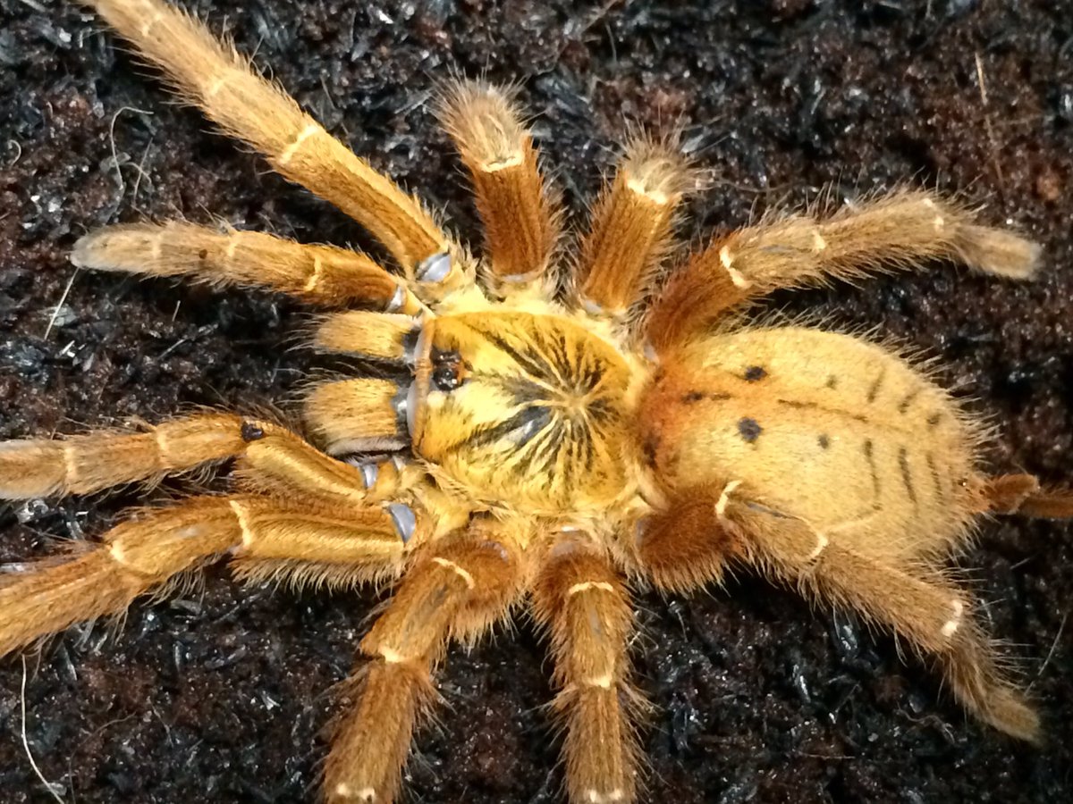 Arsenal たらんちゅらタランチュラ大土蜘蛛tarantura T Co Crrripuxyz Twitter Arsenal たらんちゅらタランチュラ大土蜘蛛tarantura T Co Crrripuxyz Twitter