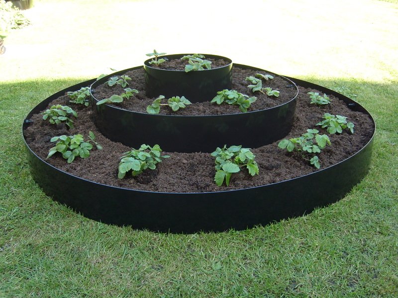 We're still in bare root season, our large circular raised bed holds 21 strawberry plants! go-garden.co.uk