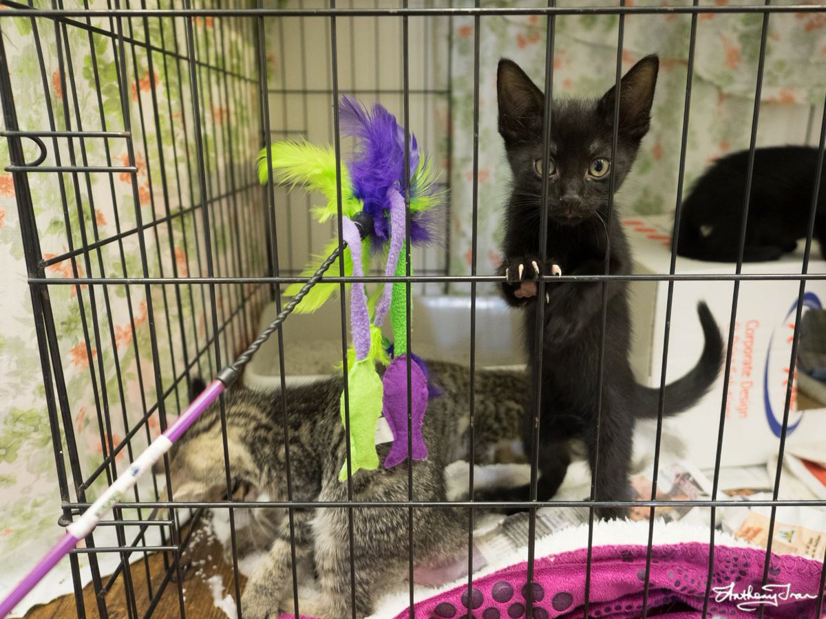 antzpantz's tweet photo. A few pics of @perthcatvets Open Day yesterday! https://t.co/55C1Dx2Ojy