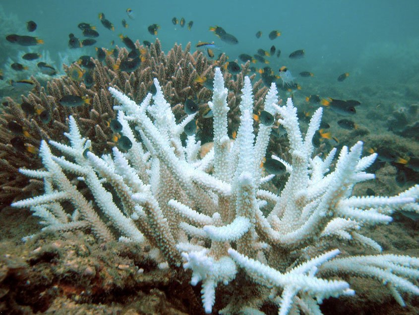 wefficiency's tweet image. Major coral bleaching event on Great Barrier Reef. wapo.st/1p3aEXa. #coralbleaching #climatechange