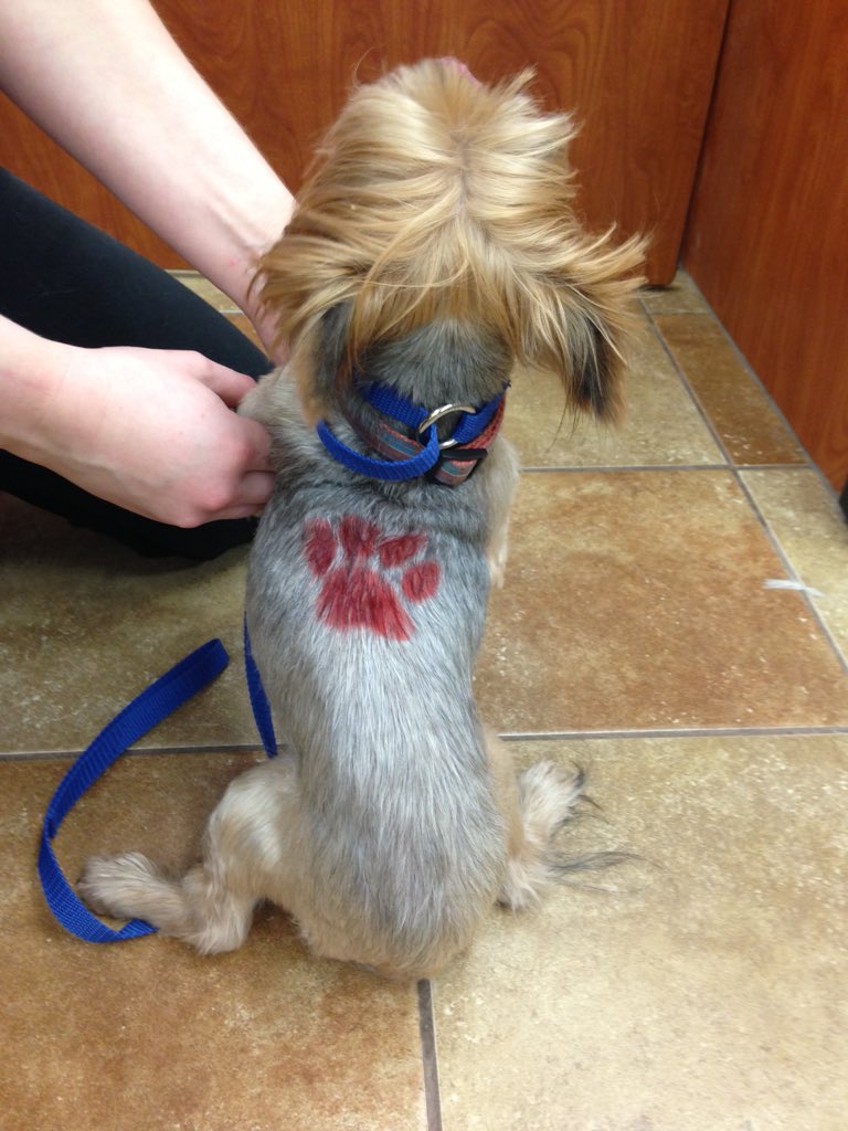 EWashPetsmart's tweet photo. Teddy came in for a nail trim and walked out with that and a pet expression! #inspiredbypets #petexpression https://t.co/Zq12bYPul7