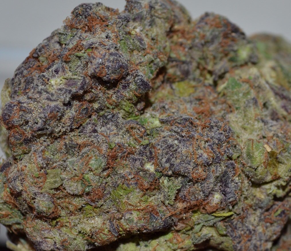 DailyWeedLife tweet picture