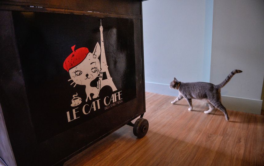 localtunity's tweet image. Congrats to @GSR_lecatcafe on Sunday's grand opening! The #Philly based, non-profit cat cafe opens full-time on Wed.