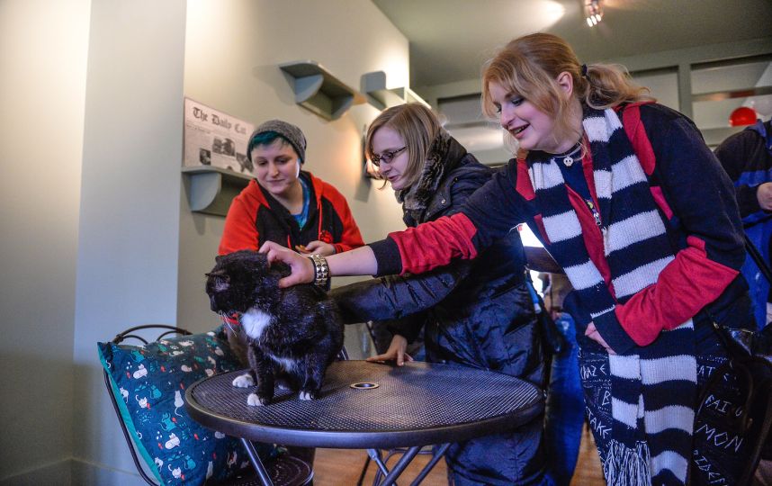 localtunity's tweet image. Congrats to @GSR_lecatcafe on Sunday's grand opening! The #Philly based, non-profit cat cafe opens full-time on Wed.