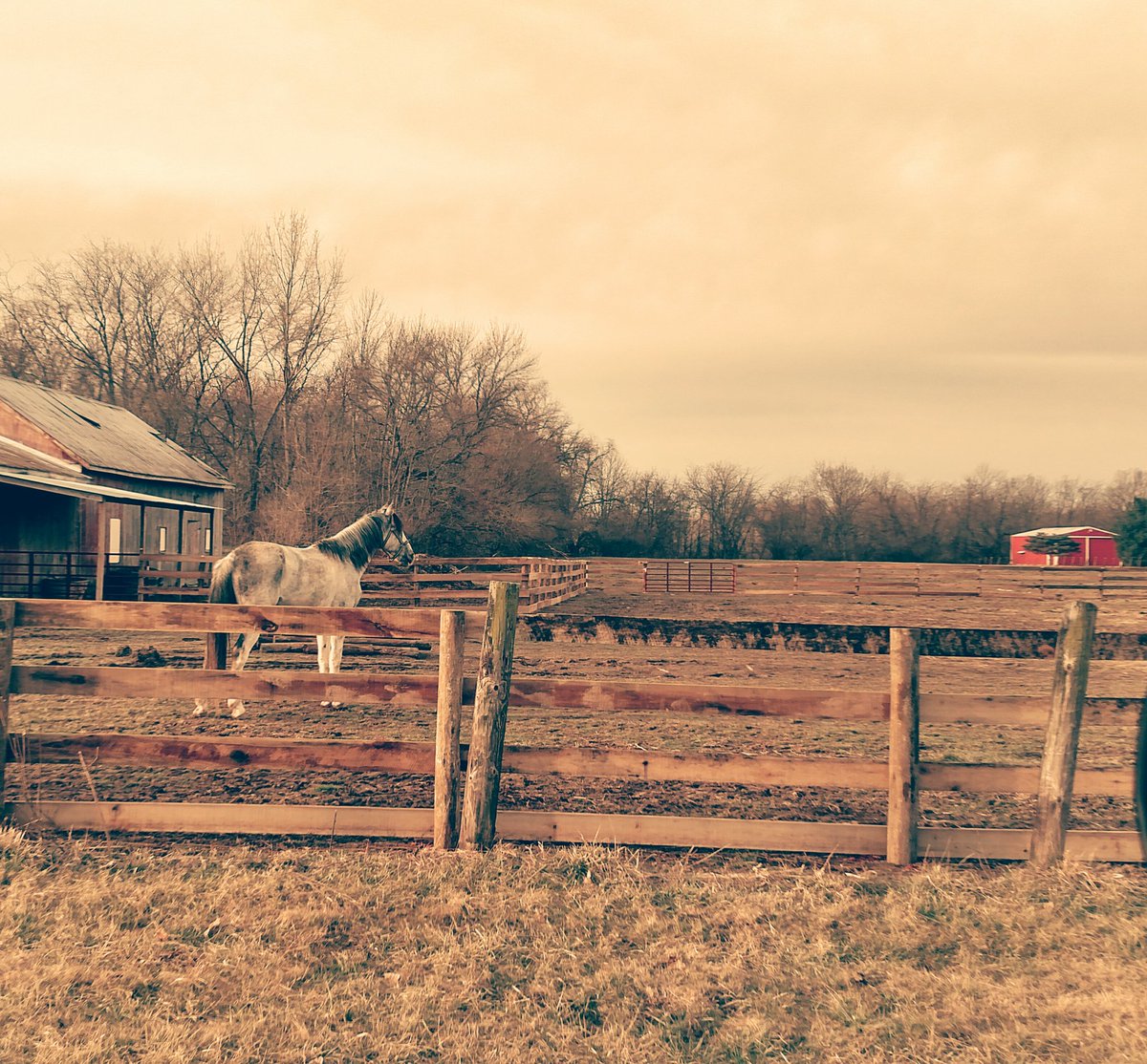 New fence up =1 #happy #horse! #farmlife #thankful