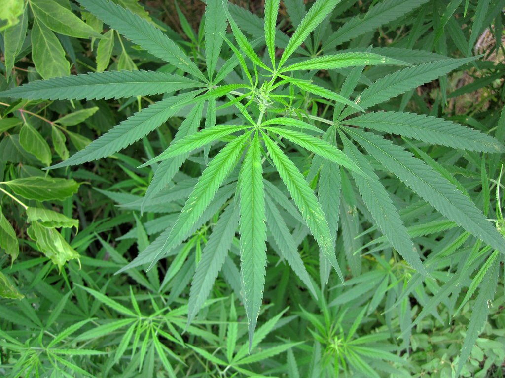 CannabisHC's tweet photo. Perhaps a reverse "gateway" ?! https://t.co/gDfqCMxzJA https://t.co/k4jbCvo3BF