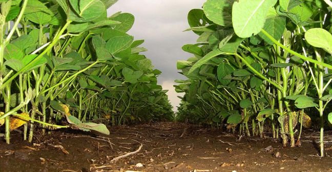 John_WalshTrade's tweet photo. #WalshTradeVoice #SoyComplex Commentary: https://t.co/gNOH4oQrZc Via @John_WalshTrade of @Walsh_trading #soybean https://t.co/RYF0gwi26n