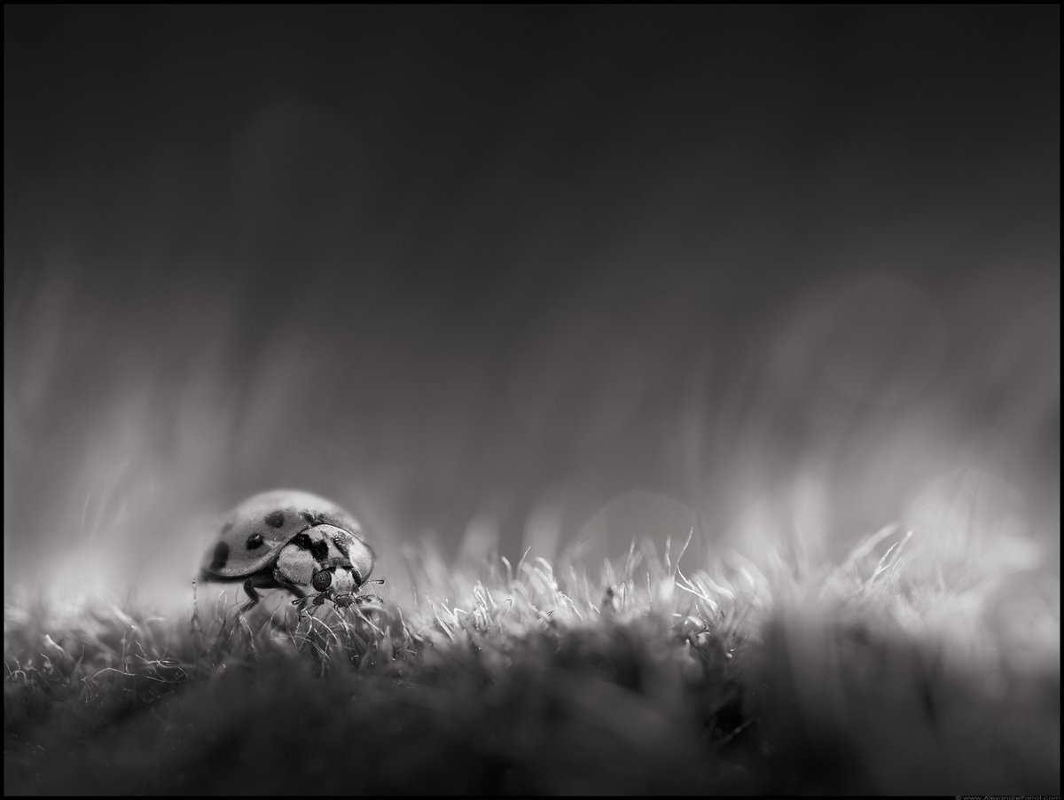 CanonFrance tweet picture