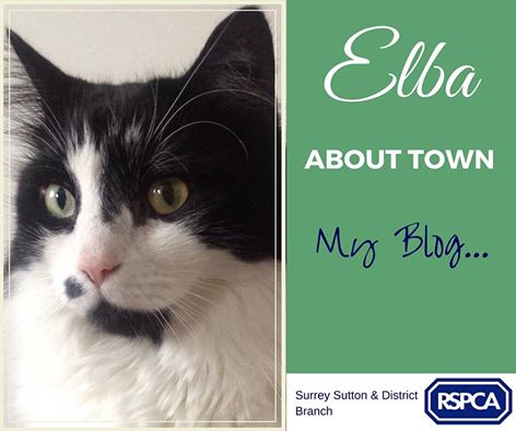 RSPCASutton's tweet image. #elbasays 
 I'm Elba. That's all you need to know. Oh, and I live with the human...