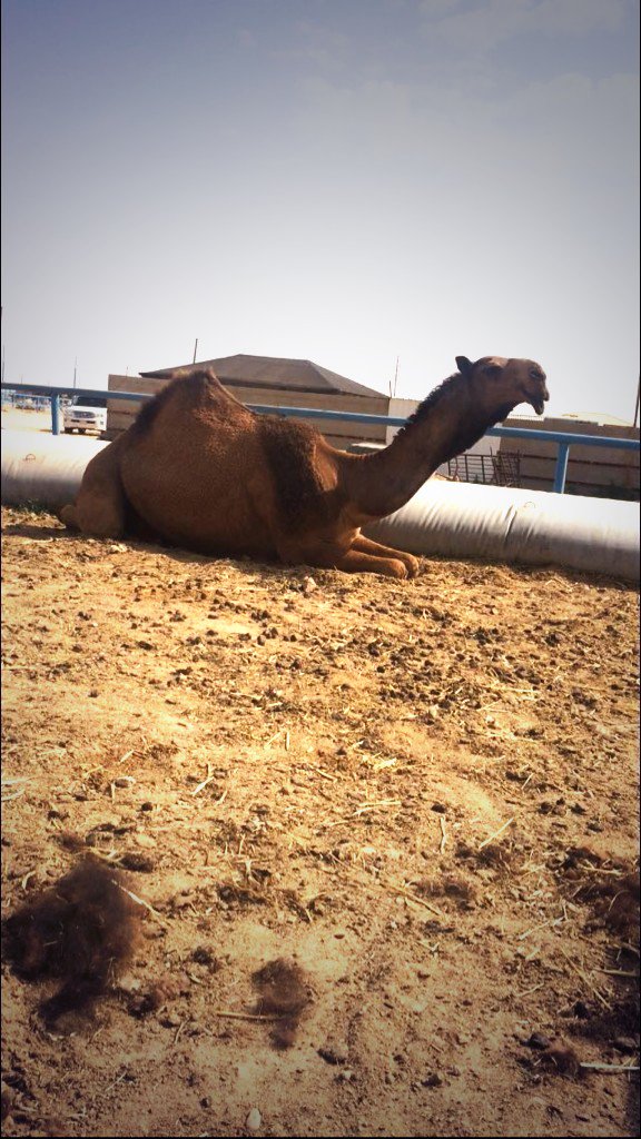 القعوده السوم ٤٠ الف