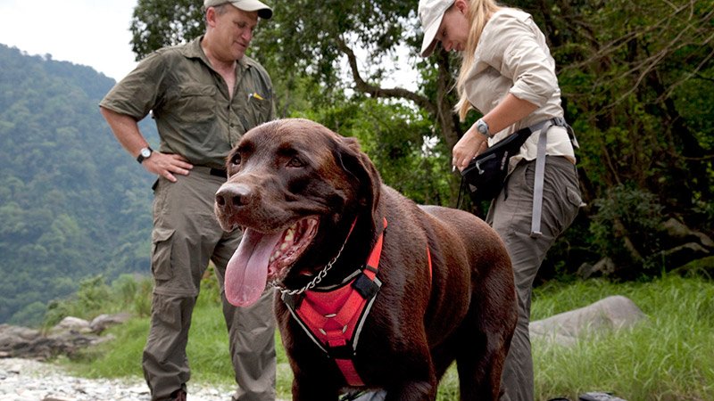 claudiawultsch's tweet photo. In German TV tonight, #scatdog Bruiser tracking #tigers & other #bigcats in Bhutan https://t.co/KdSifrsfPD #wildlife https://t.co/DNNmWvfwpN