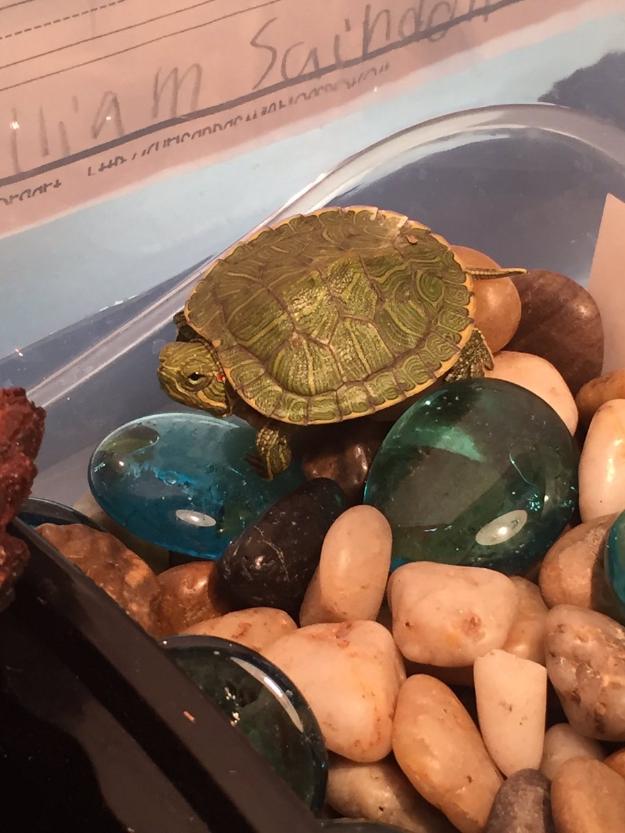 FjeldalsFriends's tweet photo. @texasbuckeye @lacey_grimm @aheath2 come meet Clarence the turtle https://t.co/64cjg7x6bc
