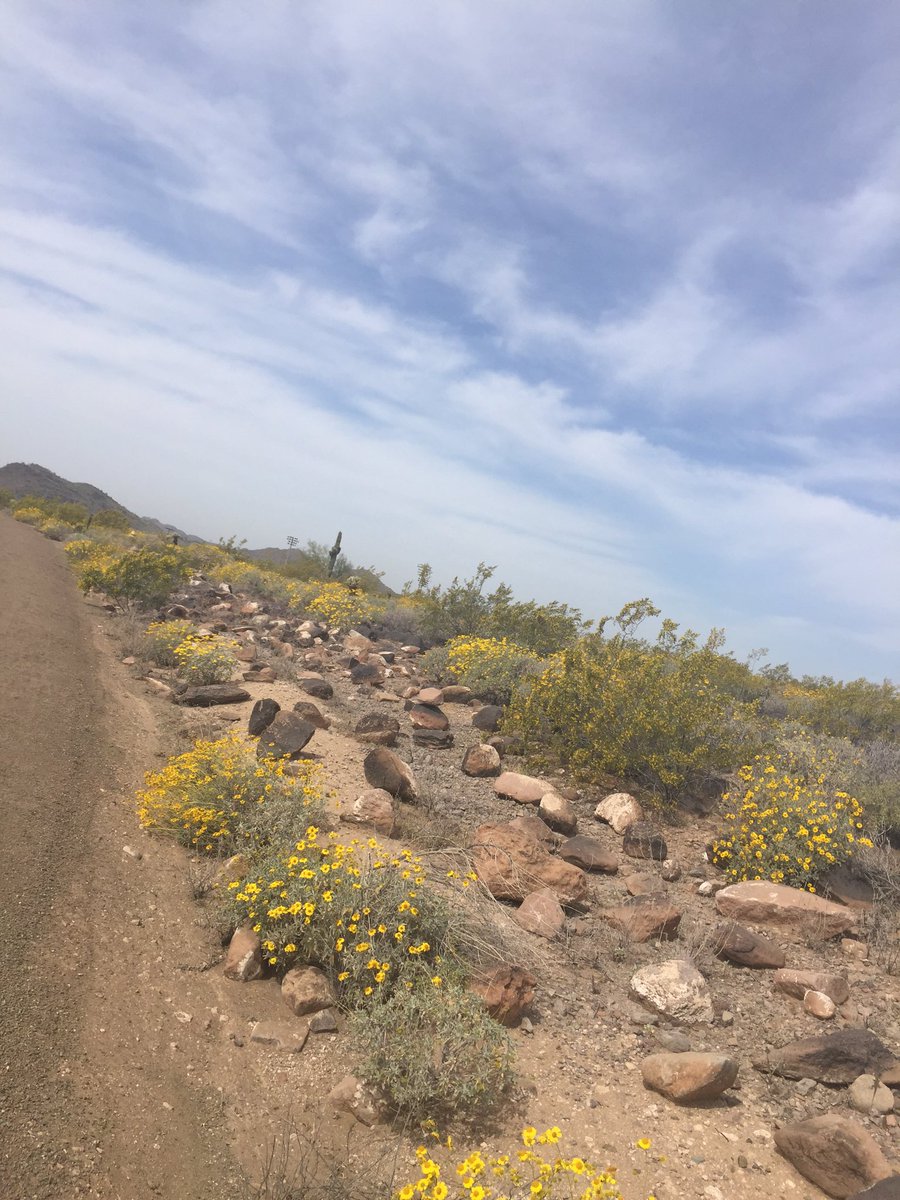 CascadiaColin's tweet image. Morning hike at Deem Hills 
The desert is blooming y'all! #PHX #AZspring #AZhikes