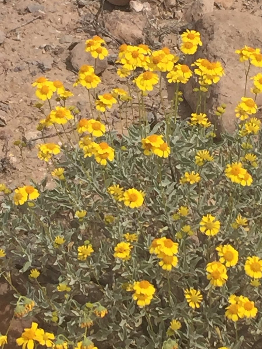 CascadiaColin's tweet image. Morning hike at Deem Hills 
The desert is blooming y'all! #PHX #AZspring #AZhikes