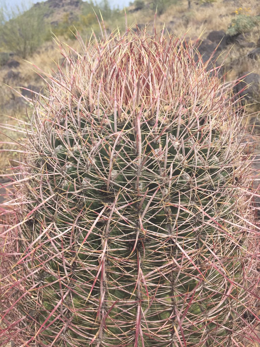 CascadiaColin's tweet image. Morning hike at Deem Hills 
The desert is blooming y'all! #PHX #AZspring #AZhikes