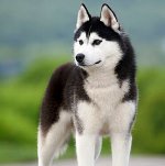 Новая статья "Психология собак: сон, лай, интеллект" topkletka.ru/psihologiya-so…