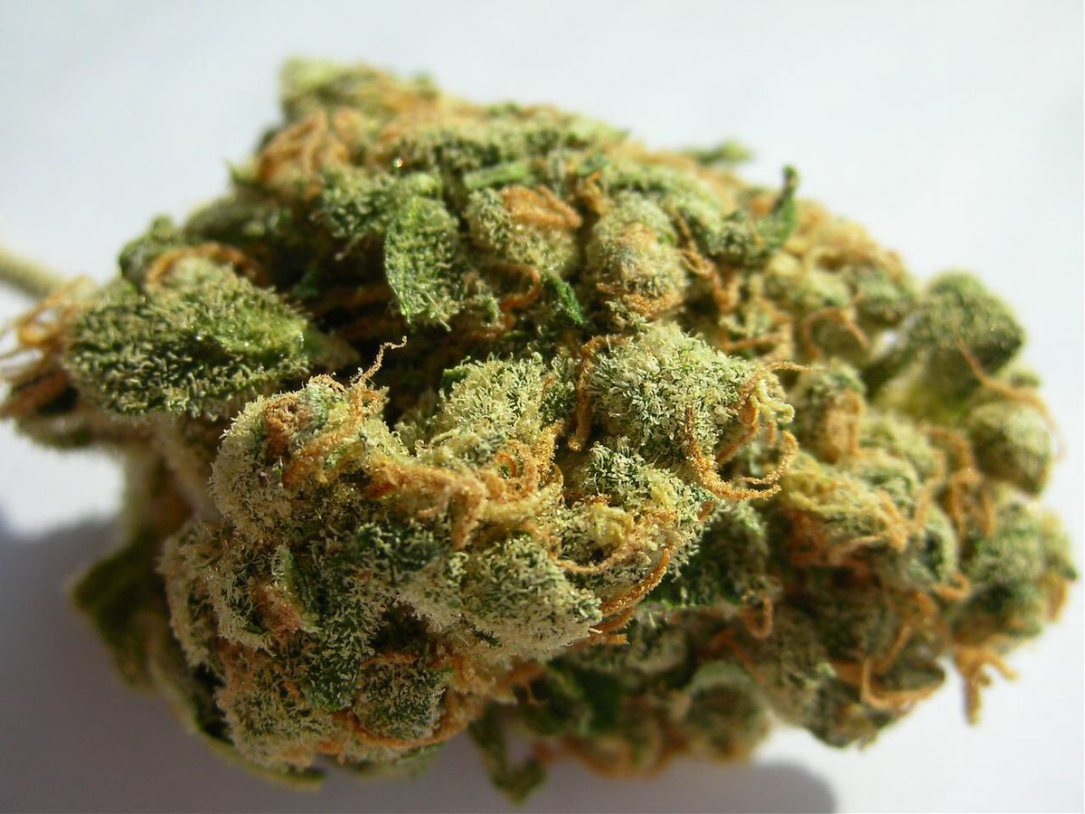 pics_bud's tweet photo. Jack Herer sativa dominant, combination of northern lights and shiva skunk https://t.co/ZcEMUXYtBs